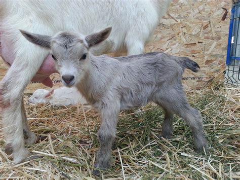 nigerian dwarf goat